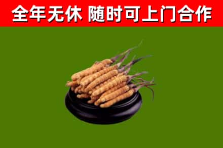 郧西县回收冬虫夏草