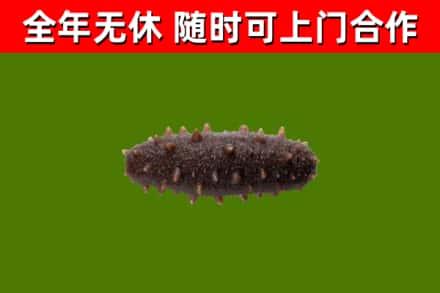 郧西县回收海参干
